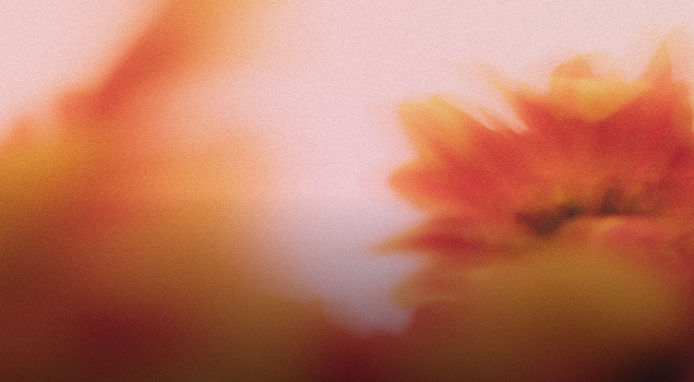 Soft-focus abstract image of a red-orange flower against a pale pink background, with a grainy, dreamy texture